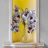 9 Orquídeas Artificiais Brancas Com Miolo Vinho Ideal Para Criar Arranjos Decorativos Charmosos