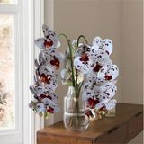 20 Hastes Com Flores Artificiais Brancas Com Vinho Ideal Para Arranjos Decorativos De Fácil Manutenção