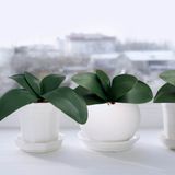 Folha De Orquídeas Artificiais (10 Unidades) Folhagem Elegante E Realista Para Decoração De Interiores