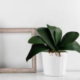 7 Plantas Artificiais Com Folha De Orquídeas Phalaenopsis Folhagem Realista Para Seu Ambiente