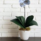 5 Folhas De Orquídeas Phalaenopsis Artificial Folhagem Premium Para Ambientes Elegantes E Sofisticada