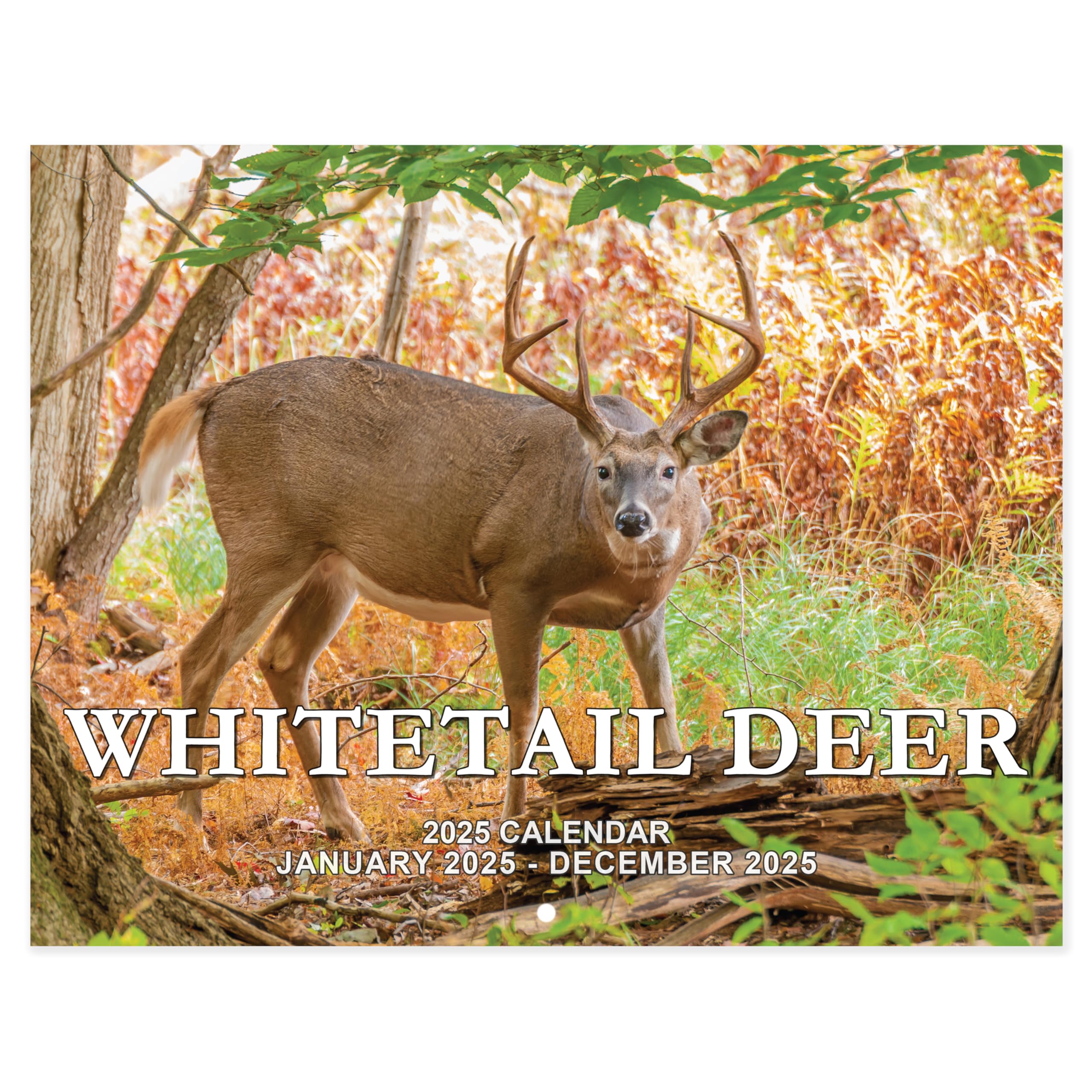 Calendário De Parede Chambom 2025 12 Meses De Janeiro A Dezembro 11 X 17”