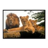 Quadro Decorativo Leão Natureza (100x70cm)