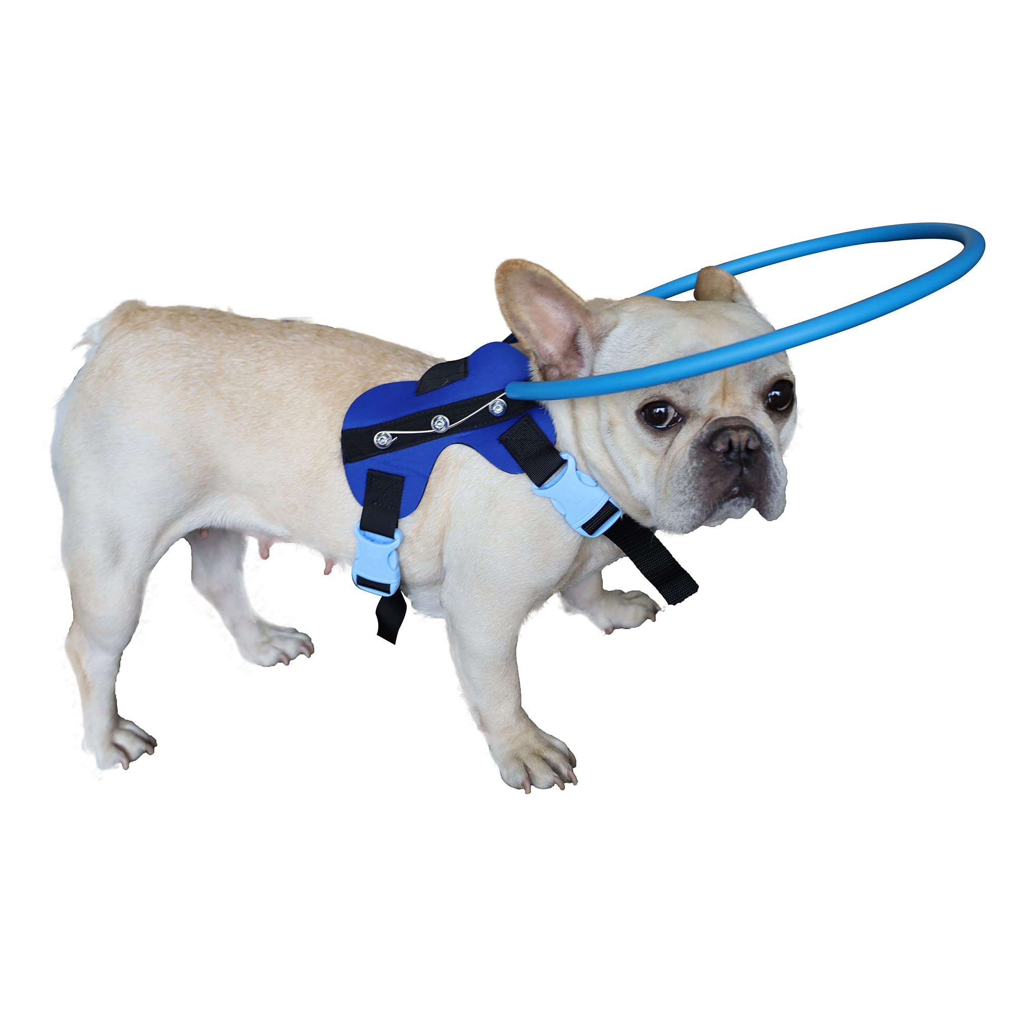 Anel Anticolisão Xs Do Dispositivo De Orientação Hqslc Blind Dog Harness