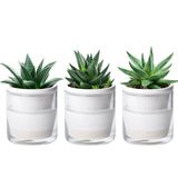 Plantador Autoirrigável D&#39;vine Dev De 4 Polegadas Para Plantas De Interior