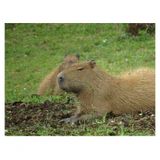 Quebra-cabeça De Mdf Capivara 300 Peças