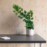 2 Pendentes De Jiboia Artificial Verde 100x20 Para Decoração Em Estilo Natural E Elegante Em Paredes