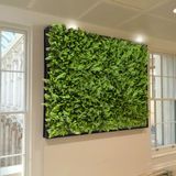 5 Painéis Parede De Plantas Permanentes Design Premium Cobertura Total Samambaia Com Eucalipto 3D