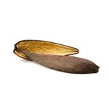 Canoinha - Bractéa Natural - Kit 50 Unidades - Decoração
