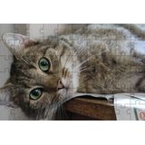 Quebra-cabeça Gato Manhoso De 60 Peças Educativo E Cognitivo