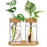 Vasos Hidropônicos De Vidro Para Terrário, 2 Unidades - Propagação De Plantas