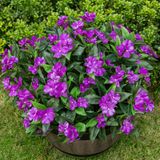 Flores Artificiais Nigirior, Resistentes A Uv, 6 Pacotes, Roxos