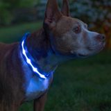 Coleira Led Para Cães Blazin Light Up Usb Recarregável À Prova D&#39;água