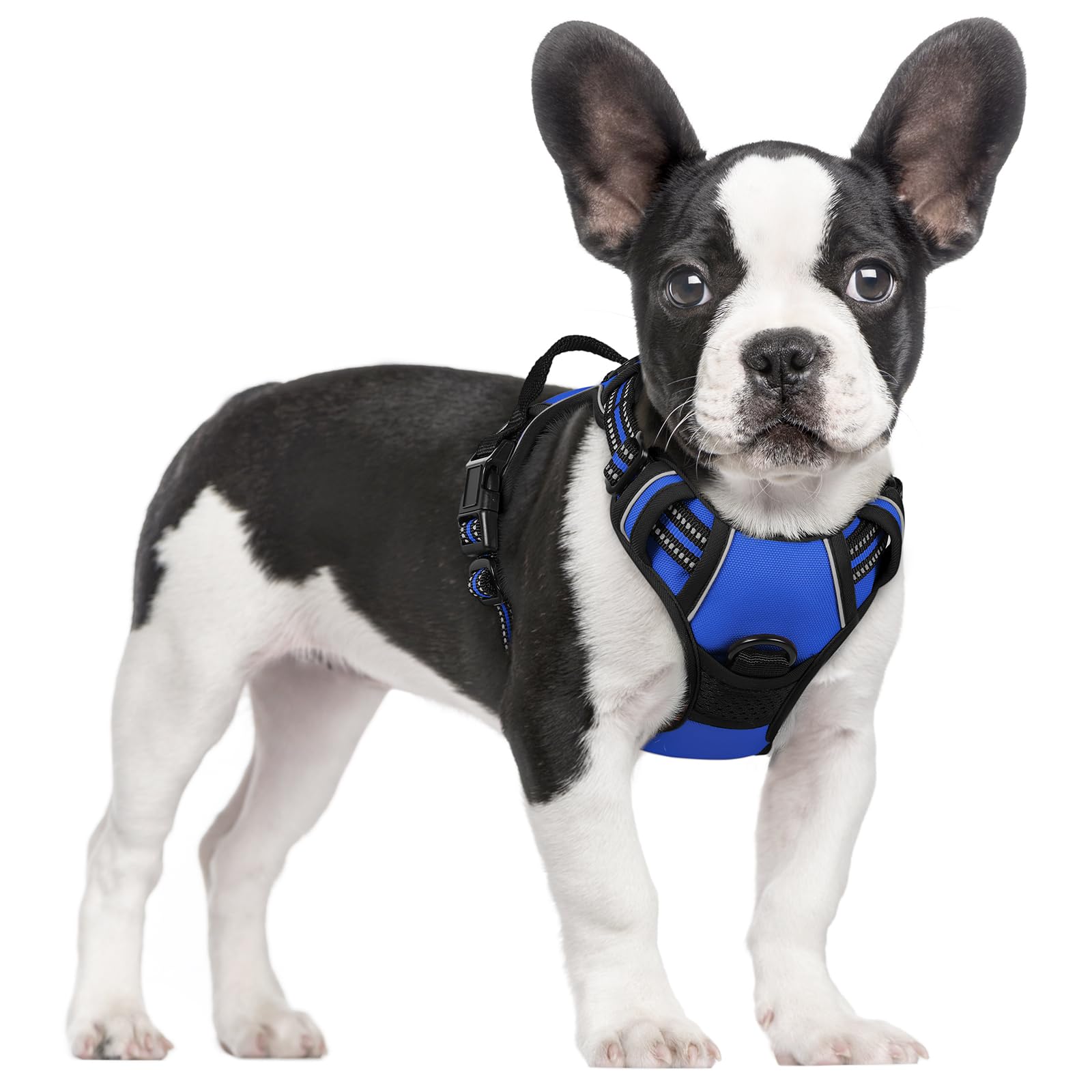 Arnês Para Cães Rabbitgoo No Pull Adjustable S Dazzling Blue