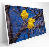 Quadro Flores De Ipê Amarelo Em Árvore Do Cerrado Medidas 60x90 Cm Impressão Tecido Canvas