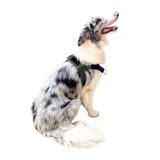 Coleira Peitoral Anti-puxão Para Cachorro - M Verde Militar