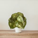 1 Haste De Folhagem Peperômia Artificial Realista Para Decoração Verde Com Aspecto Natural