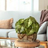 3 Folhagens Artificiais De Peperômia Em Haste Flexível Para Arranjos E Vasos Decorativos Permanentes