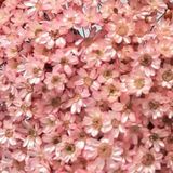 1kg - Flores Sempre Vivas Natural E Desidratado - Rosa Claro