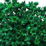 1kg - Flores Sempre Vivas Natural E Desidratado - Verde