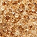 1kg - Flores Sempre Vivas Natural E Desidratado - Champanhe