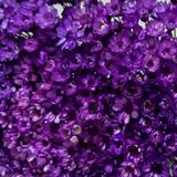 1kg - Flores Sempre Vivas Natural E Desidratado - Lilás