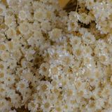 1kg - Flores Sempre Vivas Natural E Desidratado - Natural