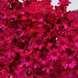 1kg - Flores Sempre Vivas Natural E Desidratado - Rosa Pink
