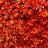 1kg - Flores Sempre Vivas Natural E Desidratado - Laranja
