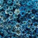 2000 Flores Sempre Vivas - Coloridas - Azul Bebe