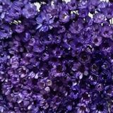 2000 Flores Sempre Vivas - Coloridas - Roxo