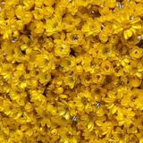2000 Flores Sempre Vivas - Coloridas - Amarelo
