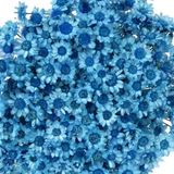 2000 Flores Sempre Vivas - Coloridas - Azul Turquesa
