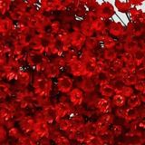 2000 Flores Sempre Vivas - Coloridas - Vermelho