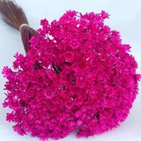 1500 Flores Sempre Vivas - Coloridas - Rosa