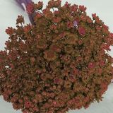 500 Flores Sempre Vivas - Coloridas - Marrom