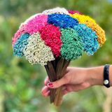 500 Flores Sempre Vivas - Coloridas - Azul Escuro