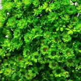 500 Flores Sempre Vivas - Coloridas - Verde Claro