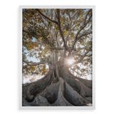 Quadro Decorativo Raízes - Árvore 33x24cm - Com Vidro