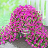 Flores Artificiais Penduradas Yastouay Morning Glory Fuchsia X4