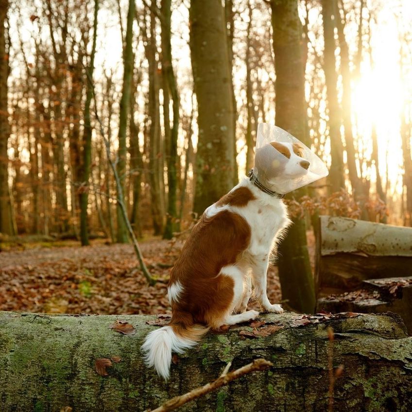 Colar Elizabetano Pet Para Cachorro Kruuse Buster Clic 10cm - imagem 4