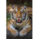 Quebra-cabeças Tigre De Bengala De 60 Peças Educativo