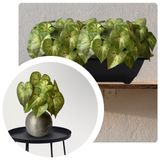 8 Folhas De Peperômia Artificial Em Galhos Permanentes 75cm Ideal Para Composição De Quadros