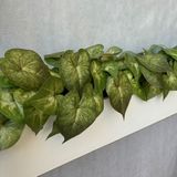 Haste De Peperômia Artificial Com 18 Unidades De Galhos Verdes Para Ambientes E Arranjos Decorativos
