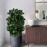Kit 18 Peperomias Artificiais 25cm - Buquê Com Plantas Verdes Para Composição De Quadros Verticais