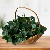 12 Peperomias Artificiais Com Folhagem Realista Ideal Para Decoração Prática No Estilo Faça Você Mesmo