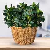 8 Folhagens Artificiais De Peperomia - Buquê Compacto Com Folhas 3d Para Decoração De Ambientes