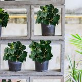 15 Buquês Compactos De Peperomia Artificial Com Folhagem 3d Perfeito Para Arranjos E Decoração Interna