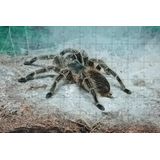 Quebra-cabeças Educativo Aranha De 60 Peças