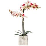 Flor Artificial Vickerman Everyday 22 Phalaenopsis Rosa/branca